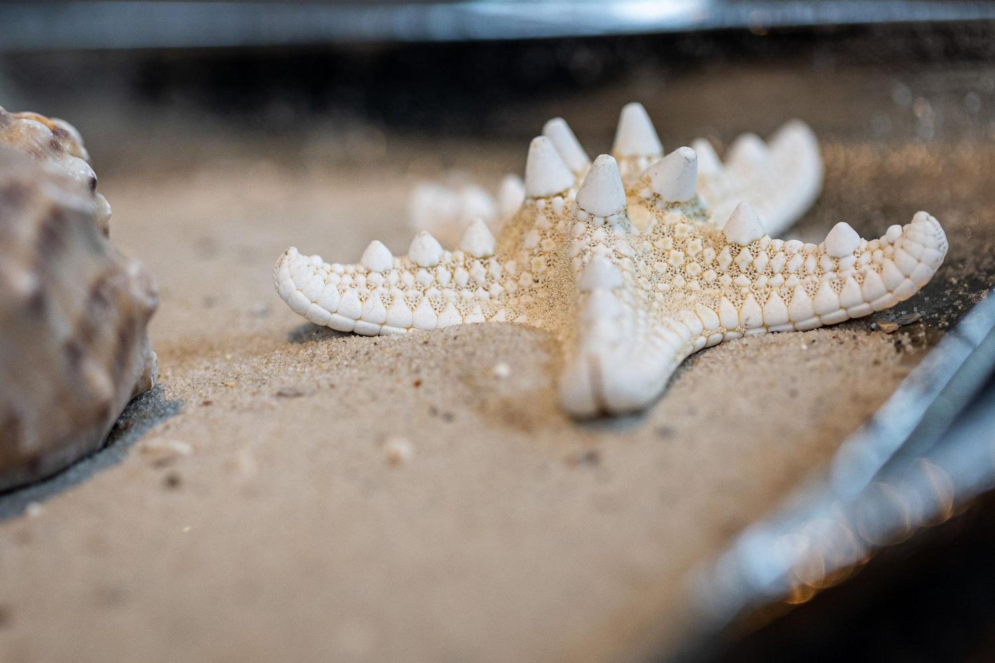 Solvis Villa Zingst Dış mekan fotoğraf
